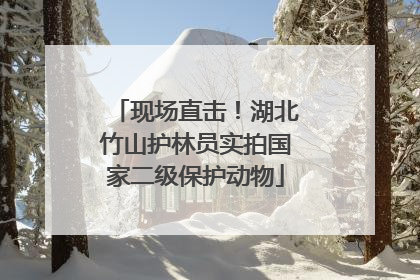 现场直击！湖北竹山护林员实拍国家二级保护动物