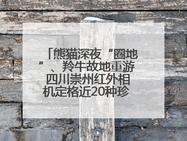 熊猫深夜“圈地”、羚牛故地重游 四川崇州红外相机定格近20种珍稀动物呆萌瞬间