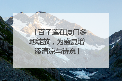 百子莲在厦门多地绽放，为盛夏增添清凉与诗意