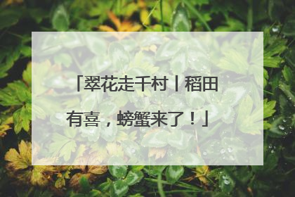翠花走千村丨稻田有喜，螃蟹来了！