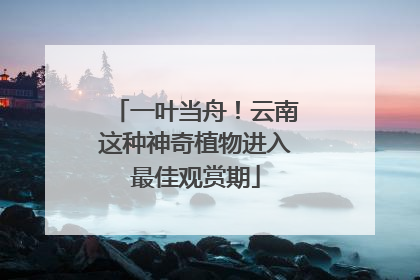 一叶当舟！云南这种神奇植物进入最佳观赏期