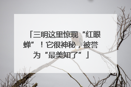 三明这里惊现“红眼蝉”！它很神秘，被誉为“最美知了”