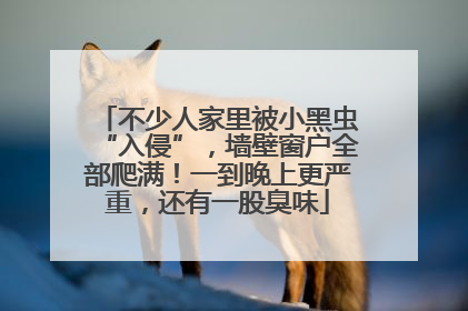 不少人家里被小黑虫“入侵”，墙壁窗户全部爬满！一到晚上更严重，还有一股臭味