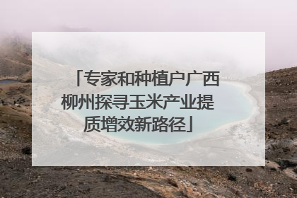 专家和种植户广西柳州探寻玉米产业提质增效新路径
