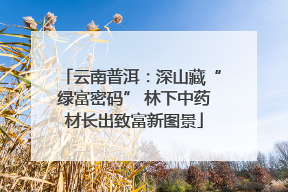 云南普洱：深山藏“绿富密码” 林下中药材长出致富新图景