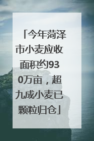 今年菏泽市小麦应收面积约930万亩，超九成小麦已颗粒归仓