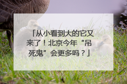 从小看到大的它又来了！北京今年“吊死鬼”会更多吗？