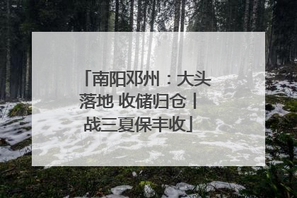 南阳邓州：大头落地 收储归仓丨战三夏保丰收