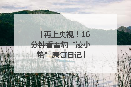 再上央视！16分钟看雪豹“凌小蛰”康复日记