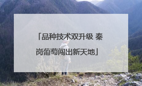 品种技术双升级 秦岗葡萄闯出新天地