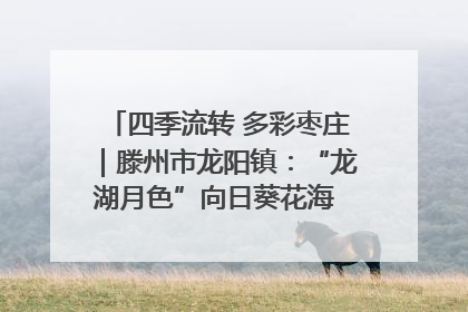 四季流转 多彩枣庄｜滕州市龙阳镇：“龙湖月色”向日葵花海 绘就乡村振兴新画卷