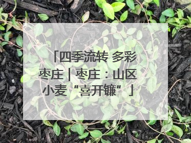 四季流转 多彩枣庄｜枣庄：山区小麦“喜开镰”