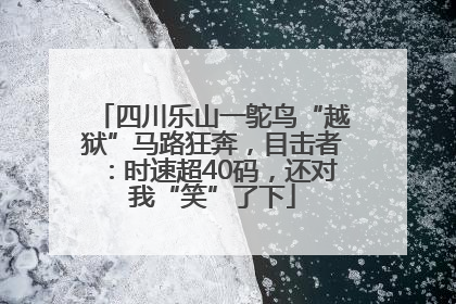 四川乐山一鸵鸟“越狱”马路狂奔，目击者：时速超40码，还对我“笑”了下