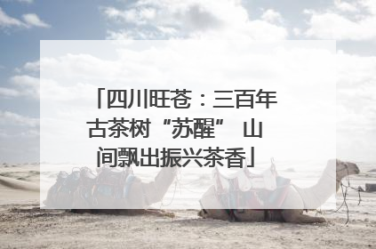 四川旺苍：三百年古茶树“苏醒” 山间飘出振兴茶香
