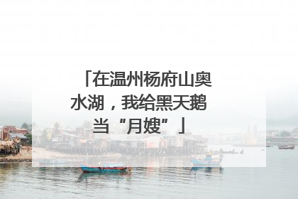 在温州杨府山奥水湖，我给黑天鹅当“月嫂”