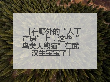在野外的“人工产房”上，这些“鸟类大熊猫”在武汉生宝宝了