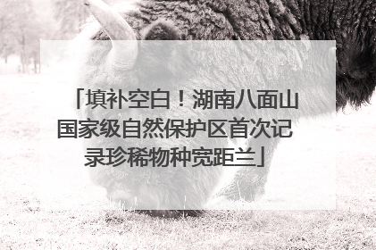 填补空白！湖南八面山国家级自然保护区首次记录珍稀物种宽距兰