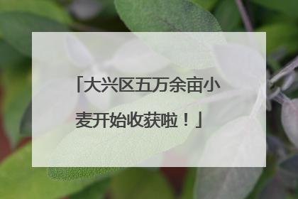 大兴区五万余亩小麦开始收获啦！