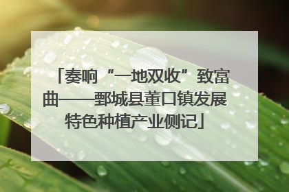 奏响“一地双收”致富曲——鄄城县董口镇发展特色种植产业侧记