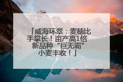 威海环翠：麦穗比手掌长！亩产高1倍 新品种“巨无霸”小麦丰收！