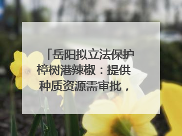 岳阳拟立法保护樟树港辣椒：提供种质资源需审批，违规最高罚5万