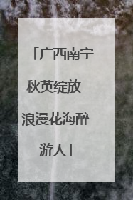 广西南宁秋英绽放 浪漫花海醉游人
