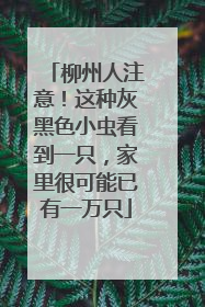 柳州人注意！这种灰黑色小虫看到一只，家里很可能已有一万只
