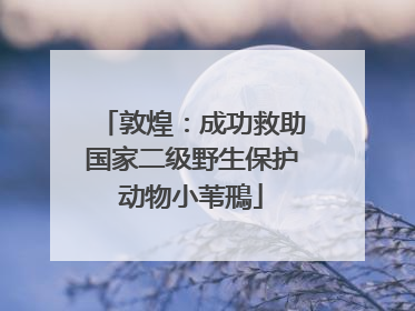 敦煌：成功救助国家二级野生保护动物小苇鳽
