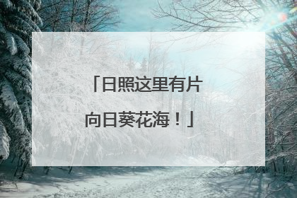 日照这里有片向日葵花海！