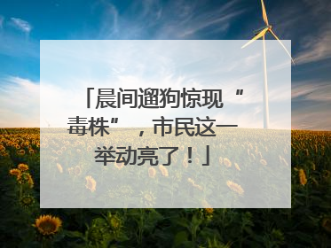 晨间遛狗惊现“毒株”，市民这一举动亮了！