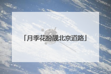 月季花扮靓北京道路