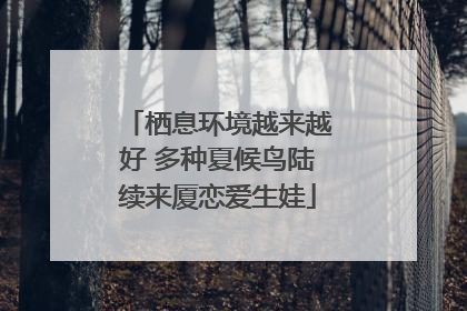 栖息环境越来越好 多种夏候鸟陆续来厦恋爱生娃