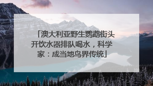 澳大利亚野生鹦鹉街头开饮水器排队喝水,科学家:成当地鸟界传统