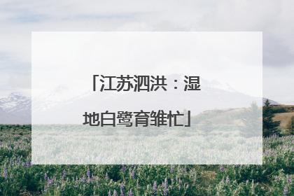 江苏泗洪：湿地白鹭育雏忙