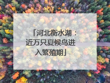 河北衡水湖：近万只夏候鸟进入繁殖期