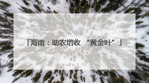 海南：助农增收 “黄金叶”