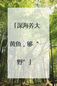 深海养大黄鱼，够“野”