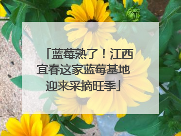 蓝莓熟了！江西宜春这家蓝莓基地迎来采摘旺季