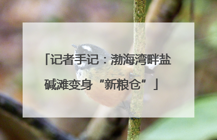 记者手记：渤海湾畔盐碱滩变身“新粮仓”