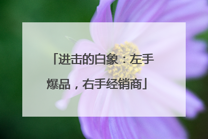 进击的白象：左手爆品，右手经销商