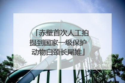 赤壁首次人工拍摄到国家一级保护动物白颈长尾雉