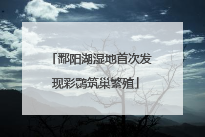 鄱阳湖湿地首次发现彩鹮筑巢繁殖