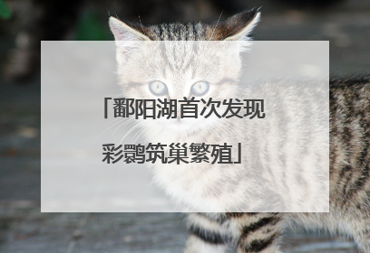 鄱阳湖首次发现彩鹮筑巢繁殖