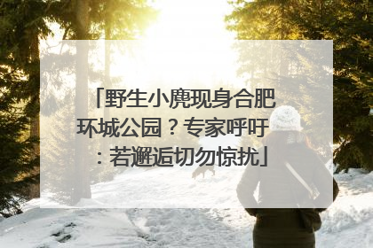 野生小麂现身合肥环城公园？专家呼吁：若邂逅切勿惊扰