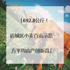 692.8公斤！宿城区小麦百亩示范方平均亩产创新高