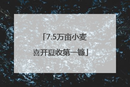 7.5万亩小麦喜开夏收第一镰